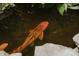 Beautiful koi pond with vibrant orange fish and rock accents at 1226 Tarrington Ave, Charlotte, NC 28205