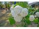 Close-up of a lush hydrangea bush with white blossoms, enhancing the garden's beauty at 1543 Ab Moore Jr Dr, Indian Trail, NC 28079