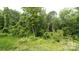 This is a lush green backyard with plentiful shade trees and shrubs on a sunny day at 119 Wade Dr, Kings Mountain, NC 28086