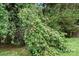 Beautiful yard with a peach tree full of ripening fruit at 13528 Philip Michael Rd, Huntersville, NC 28078