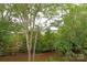 Scenic backyard view showcasing mature trees and lush landscaping of the property and surrounding neighborhood at 5601 Fairview Rd # 11, Charlotte, NC 28209
