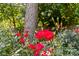 Beautiful red roses in the garden, creating a serene and colorful outdoor space at 2813 Hilliard Dr, Charlotte, NC 28205