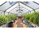 Bright greenhouse interior featuring rows of plants and ample natural light, perfect for gardening enthusiasts at 4026 Biggerstaff Rd, Maiden, NC 28650