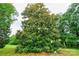 A lush magnolia tree adds beauty and shade to the property, enhancing the landscape and providing a focal point at 105 Hopewell Church Rd, Shelby, NC 28152