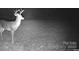 Trailcam image of deer in yard at night at 604 Ferguson Ridge Rd, Gastonia, NC 28052