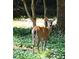 Doe Deer standing in wooded natural setting on property at 928 Tally Ho Ct, Charlotte, NC 28212