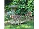 Two fawn deer standing in natural setting with bird bath at 928 Tally Ho Ct, Charlotte, NC 28212