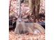Buck Deer bedded down in natural setting on property at 928 Tally Ho Ct, Charlotte, NC 28212
