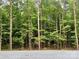 Picture of beautiful lush green trees surrounding the property at 908 Apex Dr, Albemarle, NC 28001