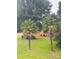 Landscaped yard with lush lawn and tropical palm trees in a serene setting at 1535 Jordan St, Lancaster, SC 29720