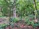 Serene backyard view with a mix of towering trees, dense undergrowth, and scattered leaf litter, evoking a natural oasis at 237 Antietam Rd, Statesville, NC 28625