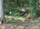 Free-range chickens roaming in a natural wooded setting, enhancing the property's charm at 8122 Hutchison Ln, Vale, NC 28168