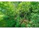 A picturesque view of the lush, green backyard with various trees at 3659 Vashti Rd, Taylorsville, NC 28681