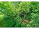 A serene stream meanders through a vibrant, lush green forest landscape at 3659 Vashti Rd, Taylorsville, NC 28681