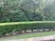 Beautiful backyard featuring lush greenery and a well-manicured hedge row at 919 Lily Magnolia Ct, Fort Mill, SC 29707