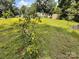 Large grassy yard with a small peach tree in the foreground at 370 Miracle Dr, Salisbury, NC 28146