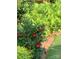 Hibiscus with Red blooms and ferns in a mulch bed at 13824 Glen Abbey Dr, Charlotte, NC 28278