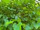 Close up of grape vines showing the leaves and small grapes at 201 Barnes Ln, Stony Point, NC 28678
