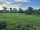 Spacious grassy field with mature trees and a glimpse of the home in the background at 60 White Oaks Dr, Taylorsville, NC 28681