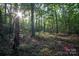 A sunlit wooded area filled with tall trees, creating a natural and peaceful environment on the property at 5329 E Highway 27 Hwy, Iron Station, NC 28080