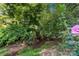 View of a densely wooded creek, offering a tranquil natural setting at 6632 Candlewood Dr, Charlotte, NC 28210