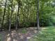 Secluded backyard with mature trees and wooded perimeter for privacy at 5024 Ardenwoods Dr, Charlotte, NC 28215