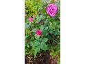 Close-up of a lush rose bush featuring vibrant pink roses in various stages of bloom, adding natural beauty at 11521 Allen A Brown Rd, Charlotte, NC 28269