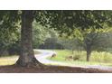 Scenic view of a winding drive with grazing deer, showcasing the tranquil surroundings of the property at 6610 Rolling Ridge Dr, Waxhaw, NC 28173