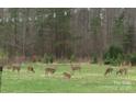Expansive green lawn with a group of deer grazing, highlighting the property's natural beauty at 6610 Rolling Ridge Dr, Waxhaw, NC 28173