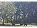 Three cattle grazing in a pasture next to the property at 2961 Great Falls Hwy, Lancaster, SC 29720