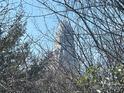 Captured through tree branches is the city skyline, featuring a tall building at 1607 Harrill St, Charlotte, NC 28205