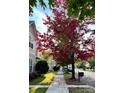 A tranquil street lined with mature trees displaying vibrant fall colors at 12123 Monteith Grove Dr, Huntersville, NC 28078