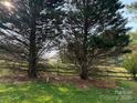 Beautiful backyard with lush green grass and mature trees, creating a peaceful and shaded environment at 8402 Albury Walk Ln, Charlotte, NC 28277