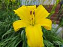 Close-up of a bright yellow flower, likely a daylily, showcasing vibrant color at 2620 Merion Hills Ct, Charlotte, NC 28269