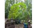 A garden space with various container plants and climbing greenery at 368 Northwood Dr, Troy, NC 27371