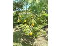 A vibrant rose bush displays its bright yellow blooms in a well-maintained yard at 6212 Sunset Cir, Charlotte, NC 28216