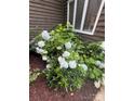 Close-up of white hydrangea bushes and healthy greenery on a well-maintained landscape at 2045 10Th Street Nw Ln, Hickory, NC 28601