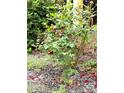 Close-up of a rose bush and mulch in the yard at 1922 Salem Church Rd, Lincolnton, NC 28092