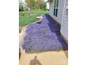 Beautifully landscaped side yard with flowering ground cover, walkway and decorative plants at 4711 Lenox Hill Pl # 98, Charlotte, NC 28269