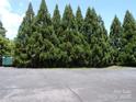 View of a neat row of tall, green trees at 833 21St Ne Ave # 833, Hickory, NC 28301