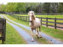 Beautiful paddock features a well-groomed horse with ample space and fencing at 7712 Old Waxhaw Monroe Rd, Waxhaw, NC 28173