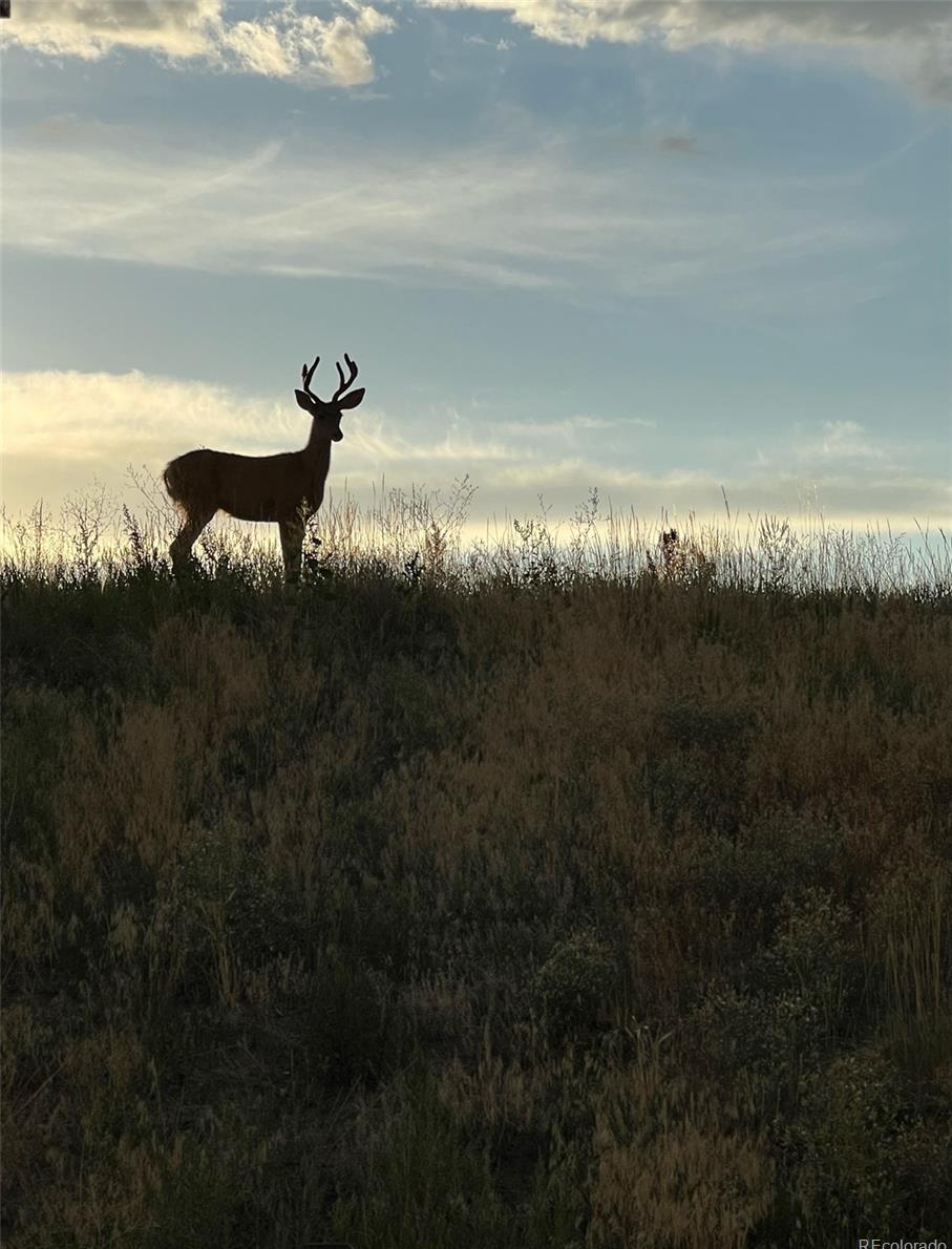 Photo #50