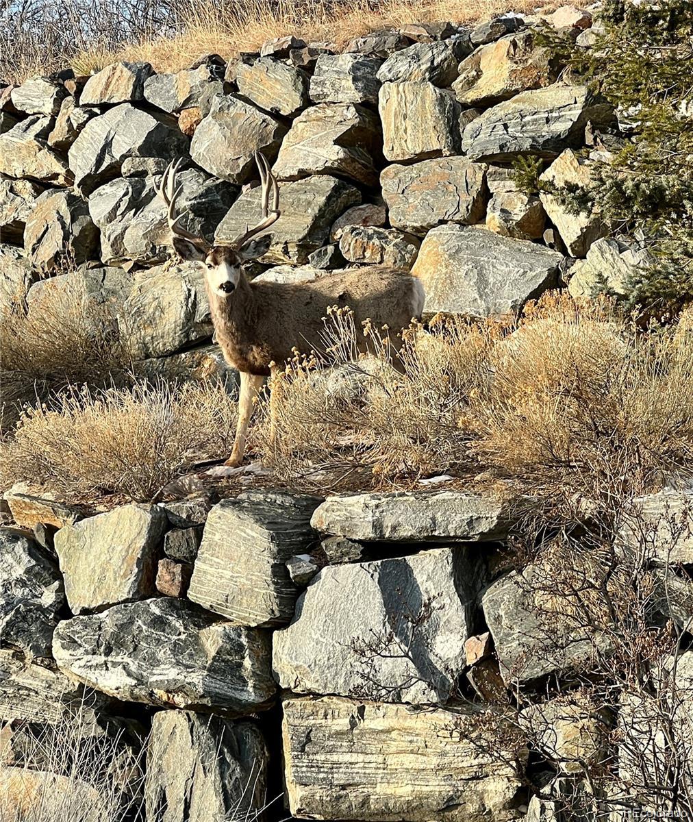 Photo #49