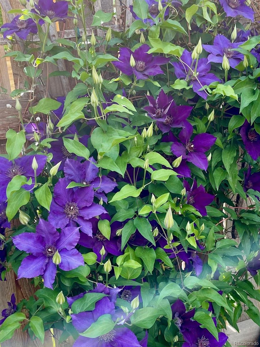 Photo #27
