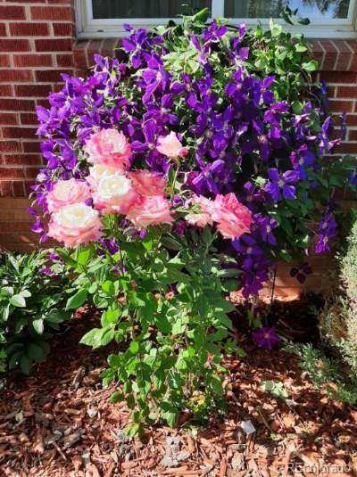 Photo #38