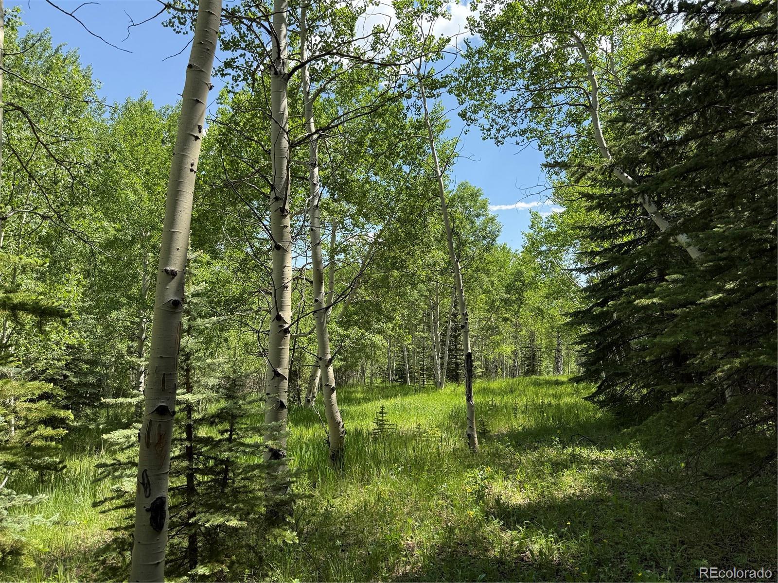 Photo #43