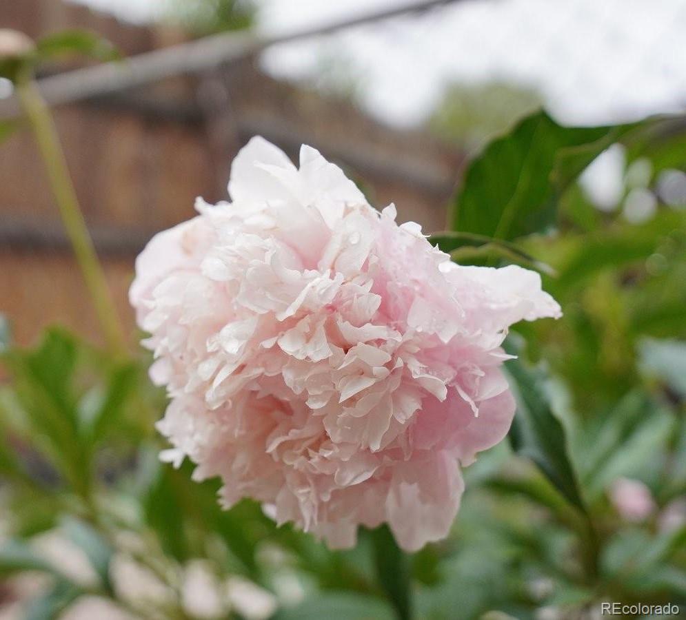 Photo #37