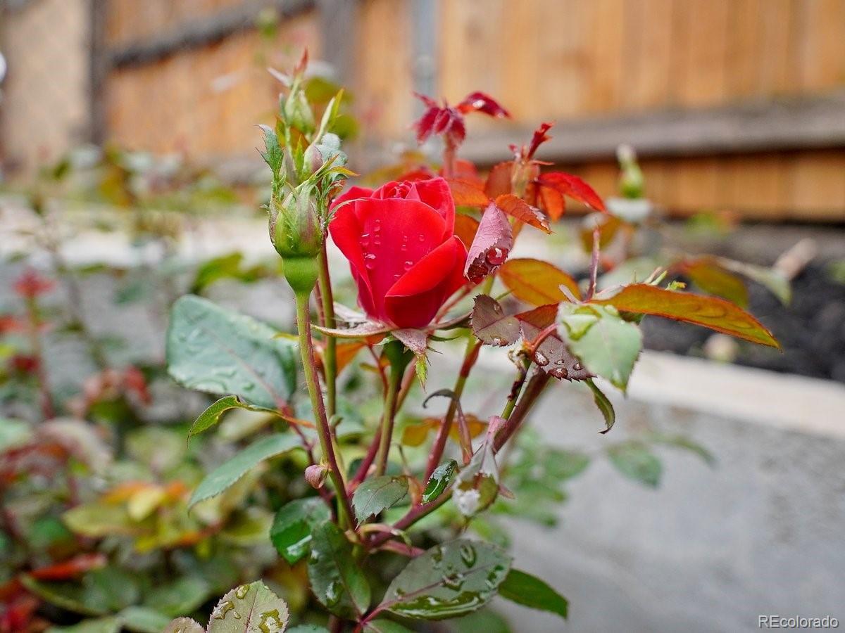 Photo #35