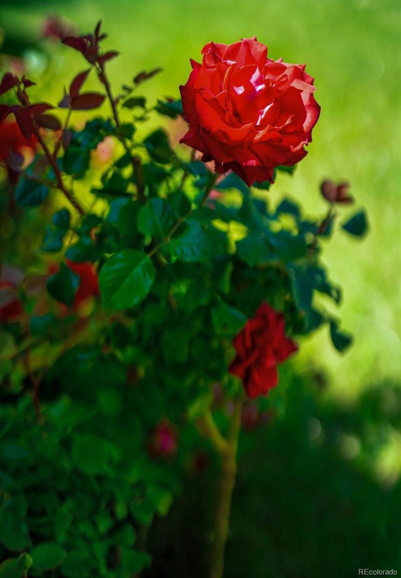 Photo #4