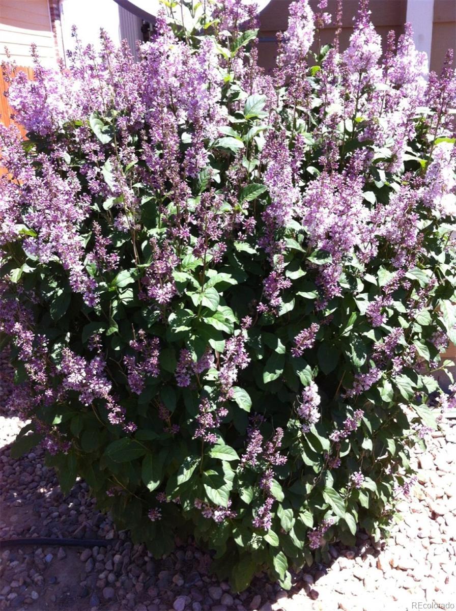 Photo #32